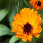 Calendula