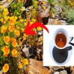 California Poppy