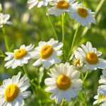 Chamomile