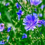 Chicory
