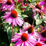 Echinacea