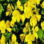 Evening Primrose