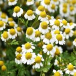 Feverfew