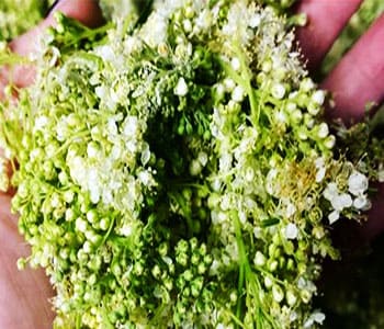Grow Aspirin