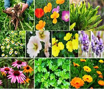 Beneficial Plants