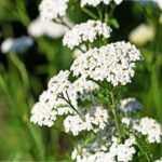 Yarrow